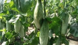 十大网红吃瓜博主,瓜界风云录